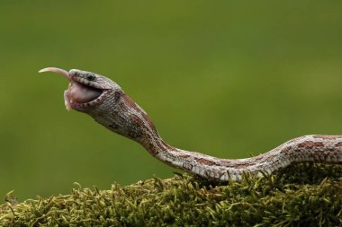 Fare yedikten sonra bir mısır yılanı (Pantherophis guttatus veya Elaphe guttata). Gri ve gri. Yeşil yosun ve yeşil arkaplan ile tahtanın üzerinde kahverengi mısır yılanı. 