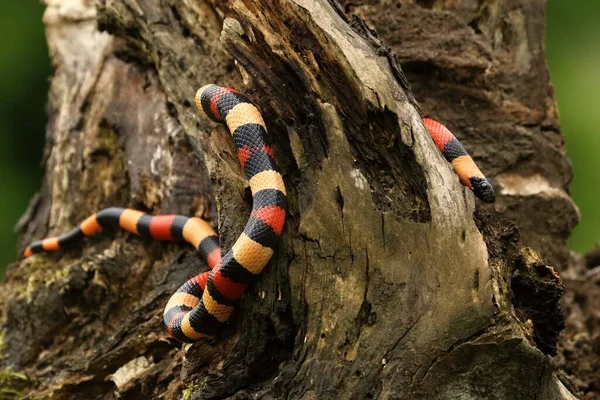 Couleuvre Royale Campbell Lampropeltis Triangulum Campbelli Sur Vieille Branche Recherche — Photo