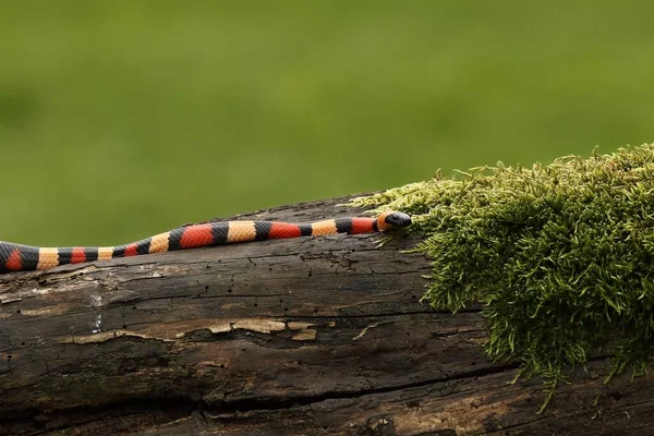 蛇王坎贝尔 Lampropeltis Triangulum Campbelli 在老树枝上寻找老鼠 绿色背景 树枝上有黑蛇 红蛇和黄蛇 — 图库照片