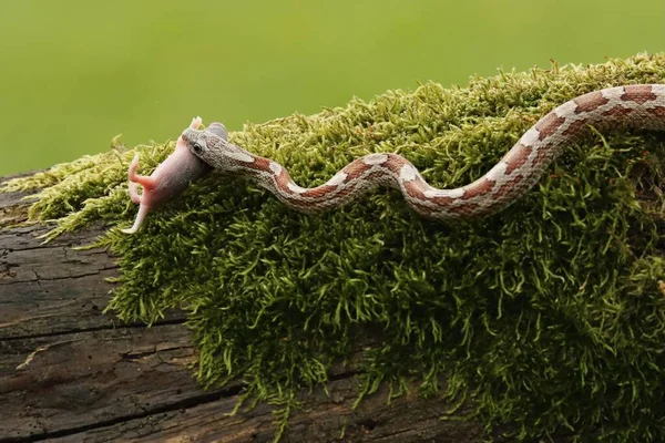 Uma Cobra Milho Pantherophis Guttatus Elaphe Guttata Depois Caçar Comendo — Fotografia de Stock