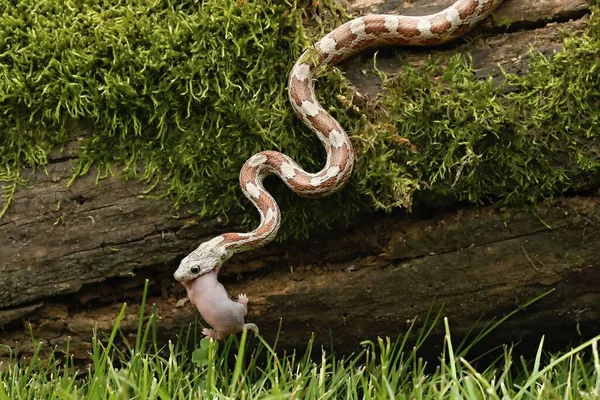 食鼠蛇一种食鼠后的谷物蛇 黑豹蛇或食鼠灵蛇 一个灰色和 绿色苔藓和绿色背景的木材上的褐色玉米蛇 — 图库照片