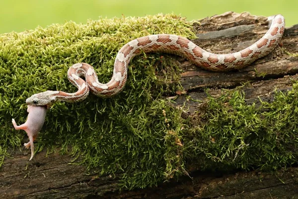 食鼠蛇一种食鼠后的谷物蛇 黑豹蛇或食鼠灵蛇 一个灰色和 绿色苔藓和绿色背景的木材上的褐色玉米蛇 — 图库照片