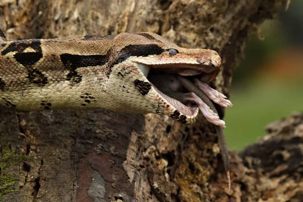 Boa Constrictor Boa Constrictor También Llamado Boa Cola Roja Boa —  Fotos de Stock