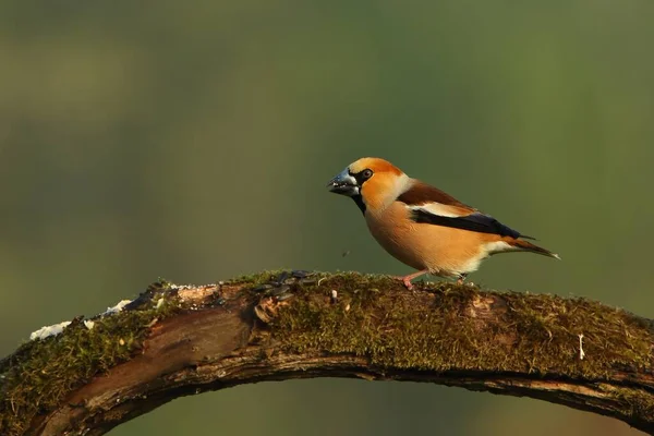 Hawfinch Coccothraustes Coccothraustes Maschio Sul Vecchio Ramo Sole Del Mattino — Foto Stock