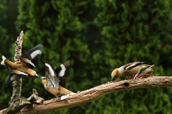 Hawfinch Coccothraustes Coccothraustes Három Hím Harcol Ugyanazon Régi Ágon Két — Stock Fotó