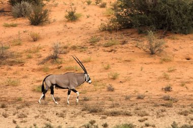 Kırmızı kum tepeciklerinde kırmızı kum tepecikleri ve kuru çimenler üzerinde yürüyen mücevher veya mücevher geyiği (Oryx gazella). Sabah güneşi.