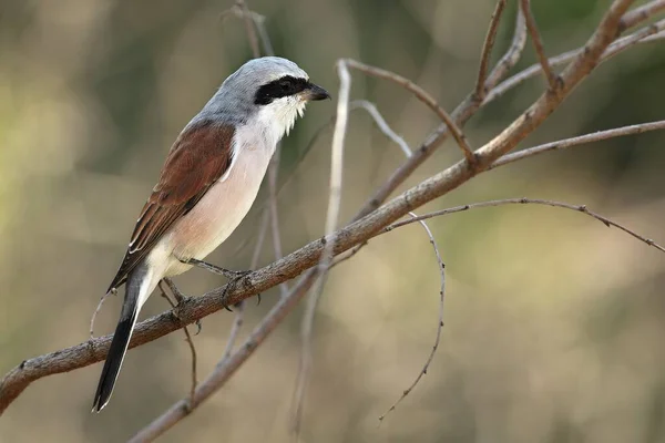 Beautiful Brown Shrike Lanius Cristatus Sitting Brown Dry Branch Morning — Stock Photo, Image