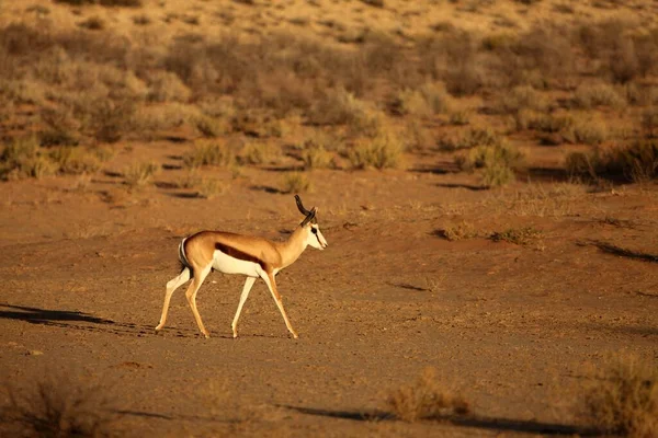 Macho Springbok Antidorcas Marsupialis Caminando Arena Seca Kalahari Sol Mañana — Foto de Stock