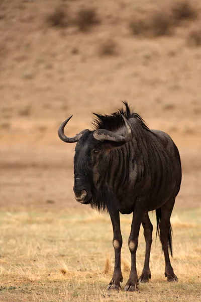 Gnu Azul Connochaetes Taurinus Calmamente Hospedado Pastagens Secas Sol Noite — Fotografia de Stock