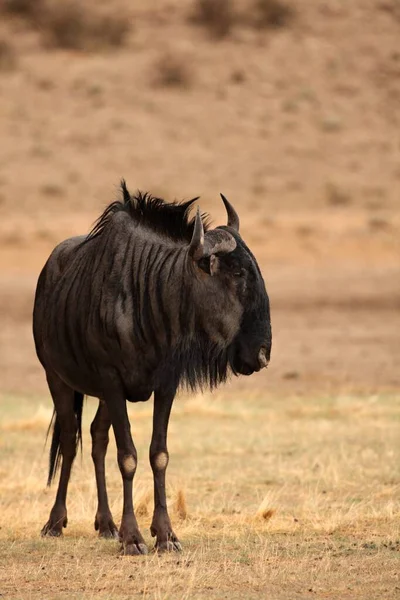 าเง Connochaetes Taurinus สงบอย ในท งหญ าแห ดวงอาท ตอนเย นและทรายแห — ภาพถ่ายสต็อก