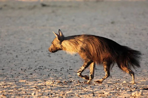 朝の太陽の下で水の穴から走る褐色のハイエナ Parhyaena Brunnee 乾燥した砂 — ストック写真