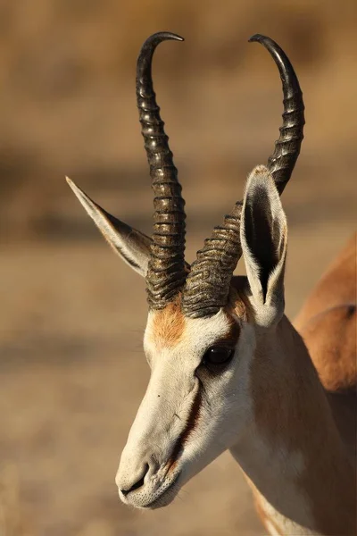 Den Unga Impala Aepyceros Melampus Hane Vistas Det Gröna Gräset — Stockfoto