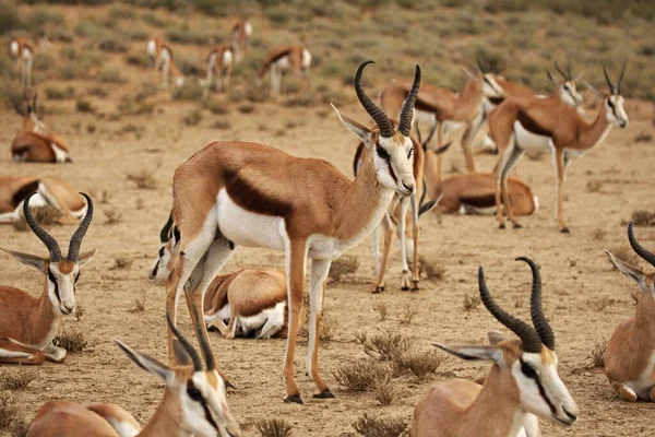 Group Springboks Antidorcas Marsupialis Dry Kalahari Sand Dry Sand Morning — Φωτογραφία Αρχείου