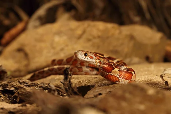 Corn Snake Pantherophis Guttatus Elaphe Guttata Lying Stone Dry Grass — Stock Photo, Image