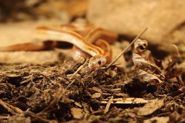 玉米蛇 Pantherophis Guttatus或Elaphe Guttata 躺在石头 干草和干叶周围 快结束了红黄相间的蛇 — 图库照片