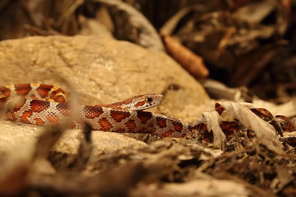 玉米蛇 Pantherophis Guttatus或Elaphe Guttata 躺在石头 干草和干叶周围 快结束了红 黄三色蛇 — 图库照片