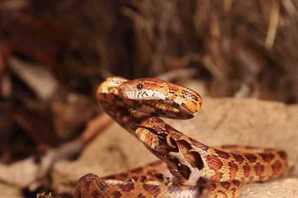 The corn snake (Pantherophis guttatus or Elaphe guttata) is lying on the stone, dry grass and dry leaves round. Up to close. Red, brown and yellow color snake.