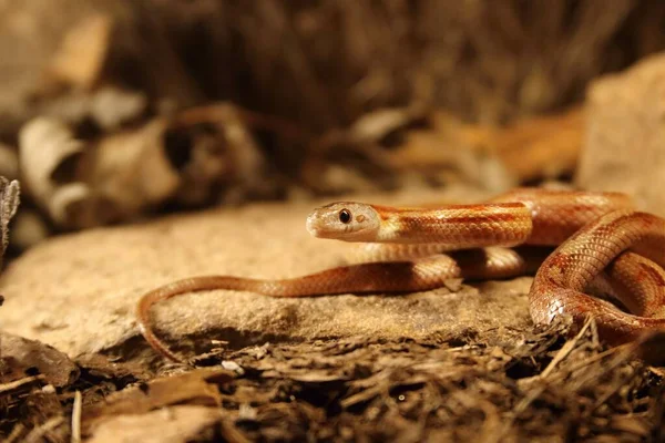 Serpiente Maíz Pantherophis Guttatus Elaphe Guttata Está Acostada Sobre Piedra — Foto de Stock