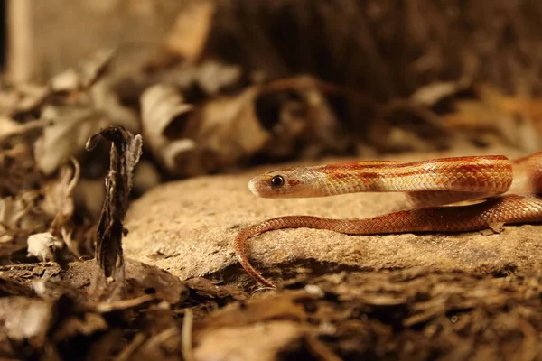 Corn Snake Pantherophis Guttatus Elaphe Guttata Lying Stone Dry Grass — Stock Photo, Image