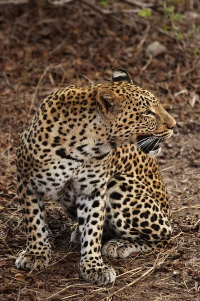 Leopardo Africano Panthera Pardus Pardus Macho Descansa Antes Caza Cazando —  Fotos de Stock