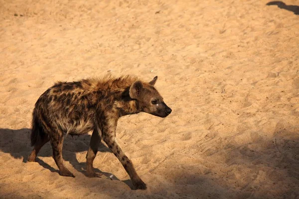 Benekli Sırtlan Crocuta Crocuta Gülen Sırtlan Karanlık Gecede Luangwa Nehrinin — Stok fotoğraf