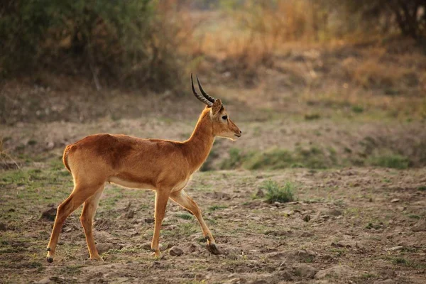 Lechwe Kobus Leche Male Walking Dry Bush Brown Green Background — Φωτογραφία Αρχείου