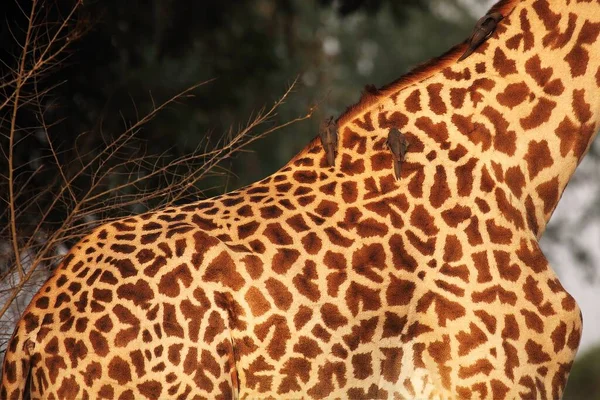 Uma Girafa Rodésia Giraffa Tippelskirchi Alimentando Árvore Até Fechar Detalhe — Fotografia de Stock