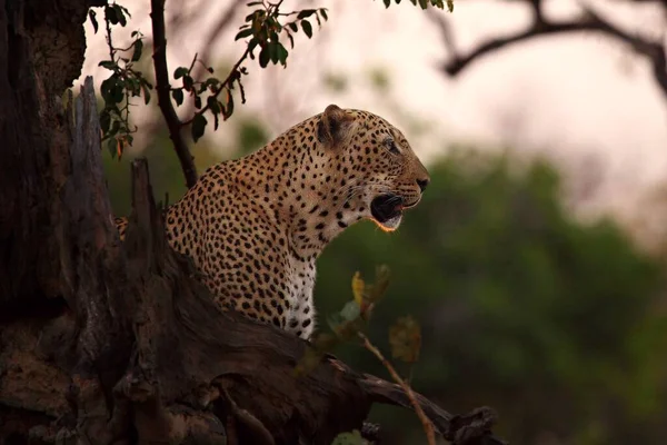 Enorme Leopardo Africano Panthera Pardus Pardus Macho Descansa Antes Caza — Foto de Stock