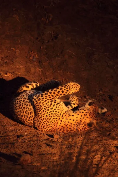 Het Afrikaanse Luipaard Panthera Pardus Pardus Vrouwtje Rust Voor Jacht — Stockfoto