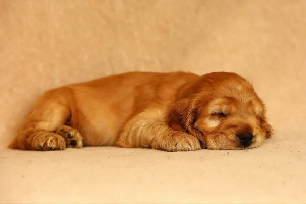 美しく かわいい眠り黄金の英語のコッカー スパニエルの子犬はソファの上に 黄色の背景 詳細は 肖像画 — ストック写真
