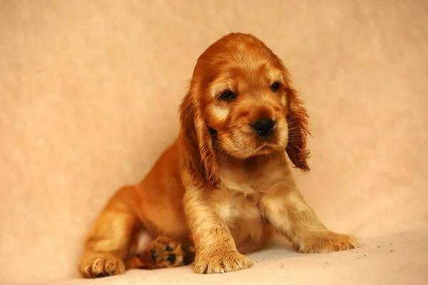 美しくかわいい黄金の英語のコッカー スパニエルの子犬がソファの上に座っています 黄色の背景 詳細は 肖像画 — ストック写真