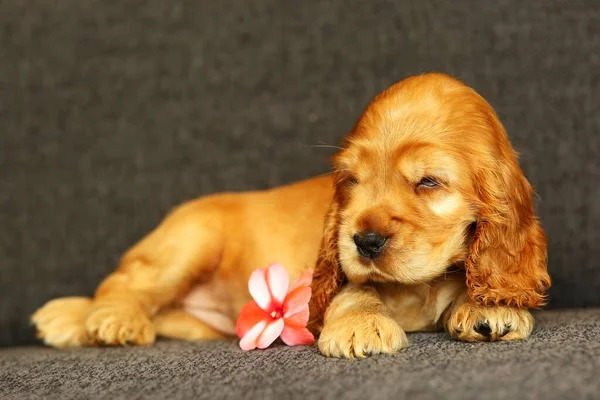 Beautiful Cute Golden English Cocker Spaniel Puppy Pink Plossem Sofa — Stock Photo, Image