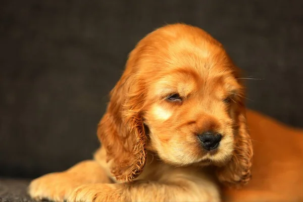 Beautiful Cute Golden Russian Cocker Spaniel Puppy Sofa Доброе Утро — стоковое фото