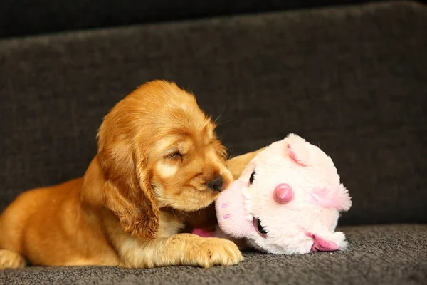 Piękny Ładny Złoty Angielski Cocker Szczeniak Spaniel Różowym Misiaczkiem Kanapie — Zdjęcie stockowe