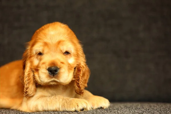 ソファの上に美しく かわいい黄金の英語のコッカー スパニエルの子犬 灰色の背景 詳細は 肖像画 — ストック写真