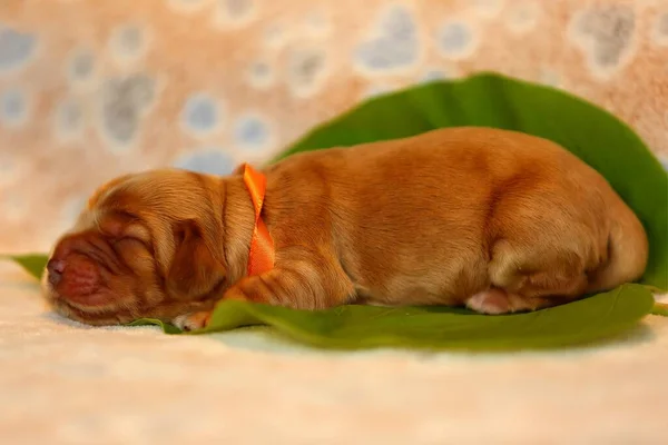 驚くべき 新生児とかわいい英語のコッカー スパニエル子犬の詳細 緑のシートの上で黄金の子犬を眠る 黄色の背景 — ストック写真