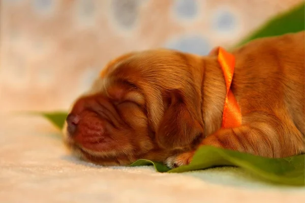 Amazing Newborn Cute Eglish Cocker Spaniel Puppy Detail Sleeping Χρυσό — Φωτογραφία Αρχείου