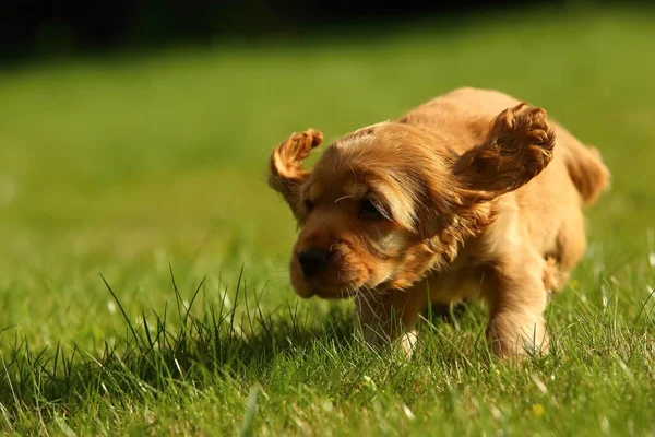 Nanılmaz Yeni Doğmuş Şirin Kırmızı Ngiliz Cocker Spaniel Köpek Yavrusu — Stok fotoğraf