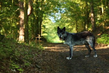 Kuzeybatı kurdu (Canis lupus occidentalis) ormanda yalnız kalır. Çevrede yeşil ağaçlar. Ormandaki karanlık kuzeybatı kurt erkeği..