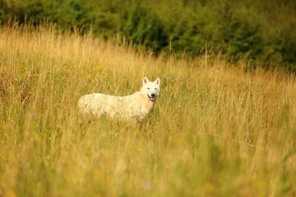 Волк Гудзонова Залива Canis Lupus Hudsonicus Подвид Волка Canis Lupus — стоковое фото