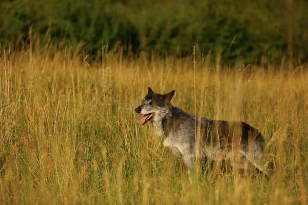 Lobo Noroeste Canis Lupus Occidentalis Fica Sozinho Campo Grama Dourada — Fotografia de Stock