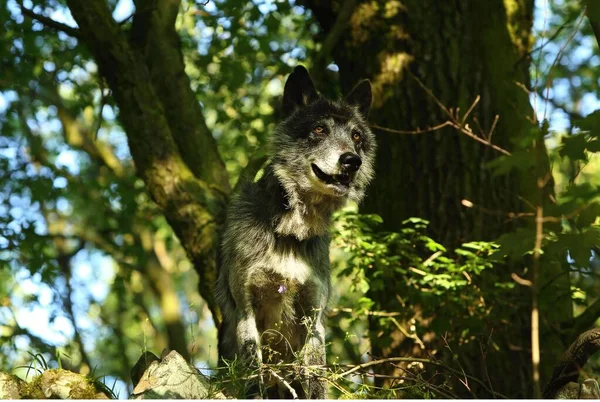 Lobo Noroeste Canis Lupus Occidentalis Fica Sozinho Floresta Árvores Verdes — Fotografia de Stock