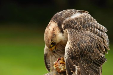 Lanner Şahini (Falco biarmicus) küçük bir ölü tavuğu besleyip yer. Lanner Falcon yaklaşıyor..