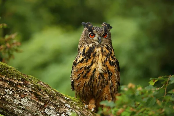 Retrato Búho Águila Eurasiático Bubo Bubo Con Fondo Verde Búho — Foto de Stock