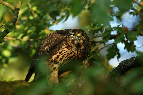 Північний Козел Accipiter Gentilis Сидить Дереві Зелене Дерево Навколо Зелений — стокове фото