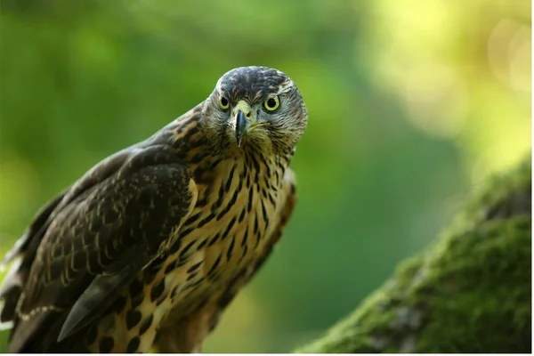 Goshawk Norte Accipiter Gentilis Retrato Palhaço Norte Sentado Grande Ramo — Fotografia de Stock