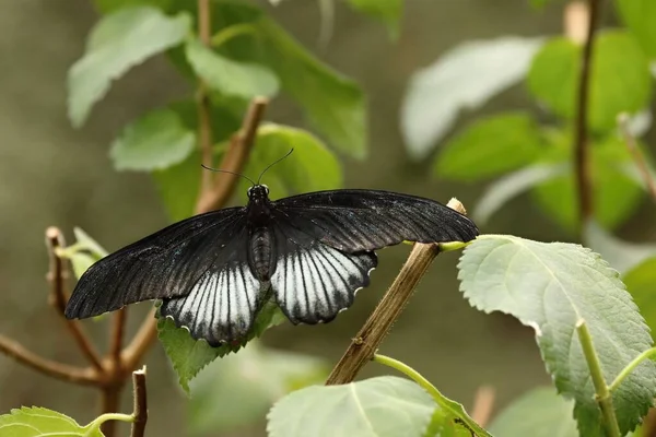 Der Scharlachrote Mormon Papilio Rumanzovia Ist Ein Kleiner Schwarz Weißer — Stockfoto