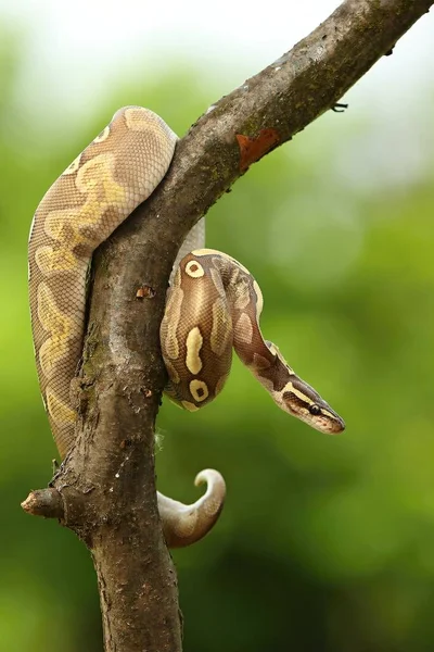 Ball Python Python Regius Also Called Royal Python Old Branche — Stock Photo, Image