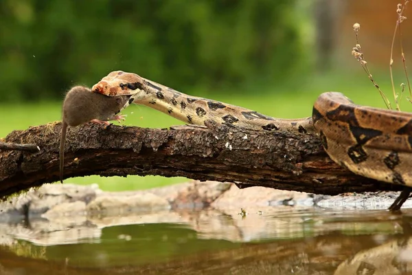 Constritor Boa Boa Constritor Também Chamado Boa Cauda Vermelha Boa — Fotografia de Stock