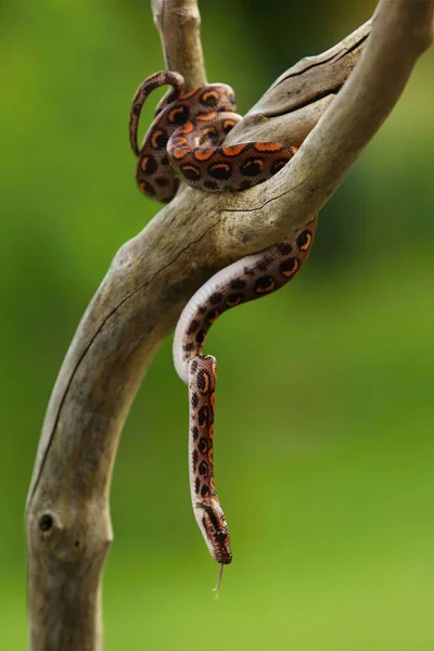 Rainbow Boa Epicrates Cenchria Cenchria Κρέμεται Από Κλαδί Ένα Φίδι — Φωτογραφία Αρχείου